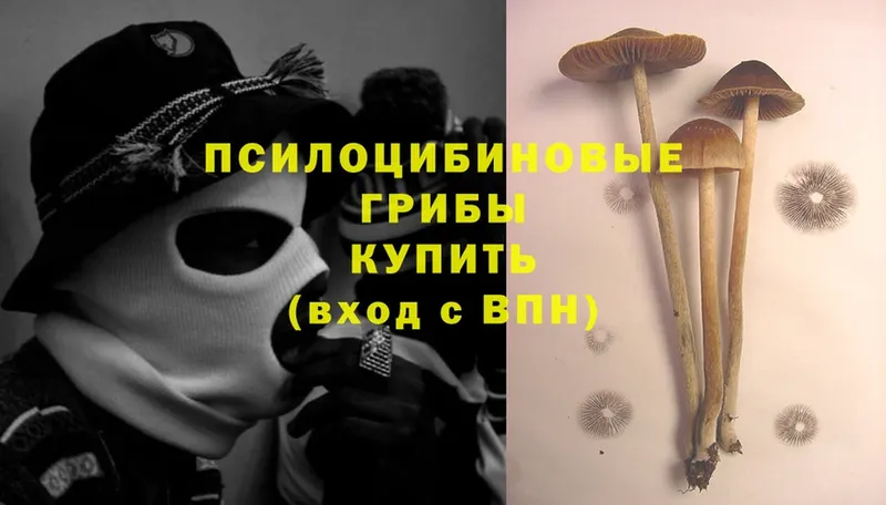 Псилоцибиновые грибы Cubensis  Москва 